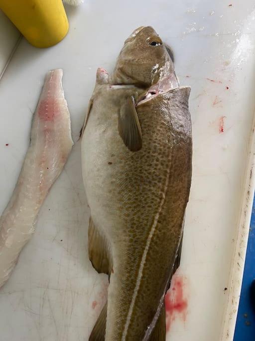 Krokenes Sylte  Exteriör bild